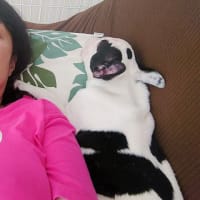 ようやく検査に行きました