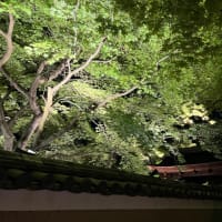 高台寺　夜間拝観プロジェクションマッピング