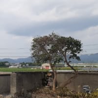 アロマティカスでゴキブリ対策？