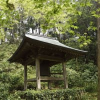 鮮やかになってきた妙法寺の苔