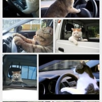 猫、運転