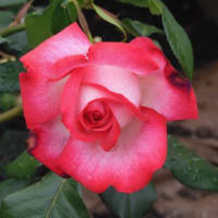 2025年の薔薇その３