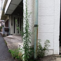 すんごく涼しい〜