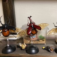 カブトムシ