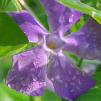紫つる草
