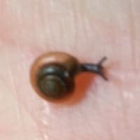 夏式生活の開始