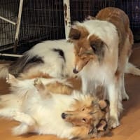 ピコとワカメ