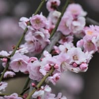根岸森林公園公園の梅