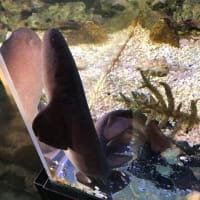 竹島水族館のサメ