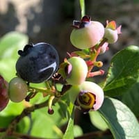 ブルーベリー収穫！ う〜んめちゃ甘〜い！