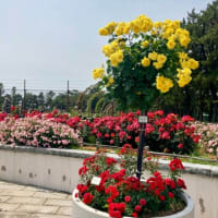 浜寺公園の薔薇