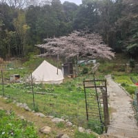 花見そして着任