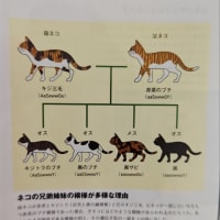 Newton世界のネコ図鑑