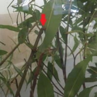 JT生命誌研究館にて（2）