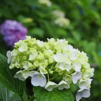 紫陽花