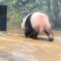 上野動物園で。
