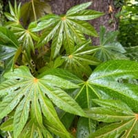 オサンポ walk - 植物plant : ヤツデに雨粒 rain drops on the fatsia