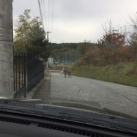 カモシカ！屋形船！ベストボディジャパン！