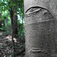 眼がある幹とモンキアゲハ