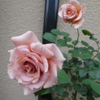 こんな素敵な色の薔薇が咲きました。（２０２４年４月１５日撮影）