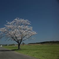 利根川河川敷の一本桜