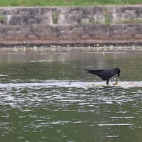 カイツブリの巣を襲うカラス