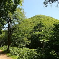 夏の山道にエゾアジサイ咲く