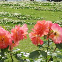 バラの季節　vol.3 神代植物公園のバラ　5月22日