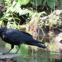 ハトさんたちの水浴びとカラスさん♪