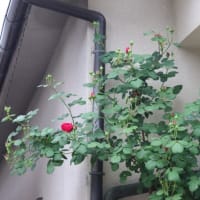☆プシュケ＆テス・オブ・ザ・ダーバービルズ～軒下の庭バラ