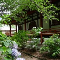 大和のアジサイ寺「久米寺・２０２５」