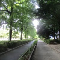 夏のウォーキング・・・熱中症に気を付けながら無理をしないことが大切ですよね　今日のテクテク散歩コースは日陰ルートです