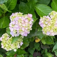 月日に追いかけられる