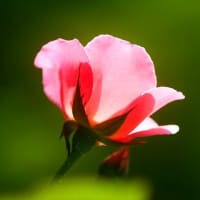 花は”みんな違ってみんな良い”