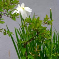 花菖蒲
