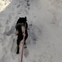 黒柴かんべえ　雪の壁の間をお散歩！