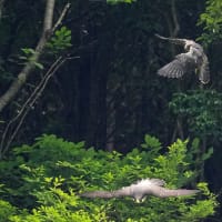 ハヤブサ　今度は侵入者とバトルです！