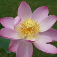 夏の花：大賀蓮