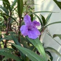 2024-９-３　猛暑の中の庭の花