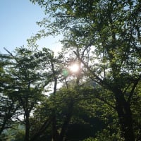 6/17(火)😆〜大塩湖の紫陽花〜😆