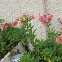 梅雨入りしました