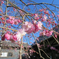 臨川寺の桜便り🌸