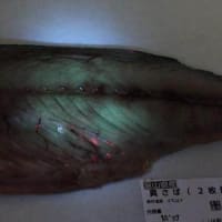 魚に寄生したアニサキスは目視ではわからない…管理栄養士が実践｢食中毒｣を避ける"必須アイテム"と調理法アニサキスアレルギーのリスクは生涯続く
