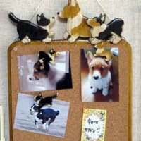 コルクボード到着・・