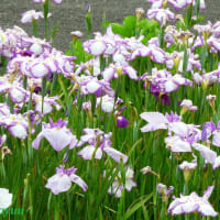 「芹沢公園」の「ショウブ」が満開となり錦絵のような美しさを披露！！