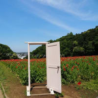 ポピーと鯉のぼり～くりはま花の国