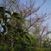 屋上の桜、開花宣言！！