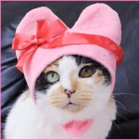 愛猫・梅ちゃんの祥月命日