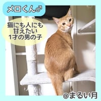 9/14(土)多摩市聖蹟桜ヶ丘にて保護猫譲渡会開催します