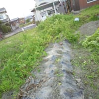 アンデス赤の収穫です